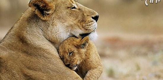 عکس عاشقانه حیوانات زیبا