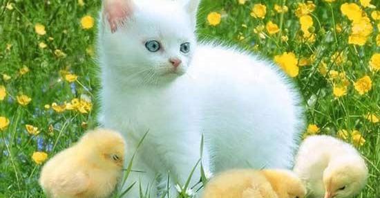 عکس عاشقانه حیوانات زیبا