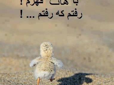 عکس دوست ندارم دیگه