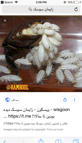 عکس سوسک پرورشگاهی