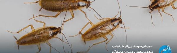 عکس انواع سوسک آشپزخانه