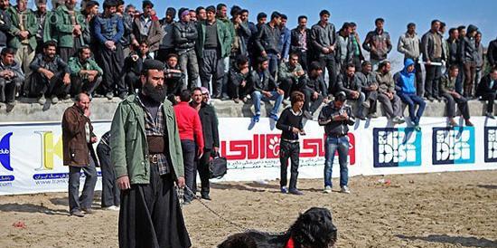 عکس سگ شکاری