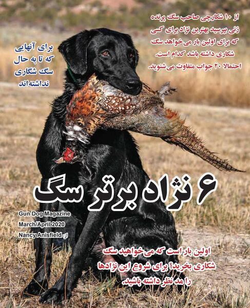 عکس سگ شکاری
