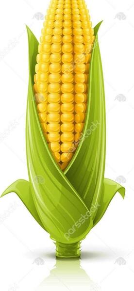 عکس از ذرت
