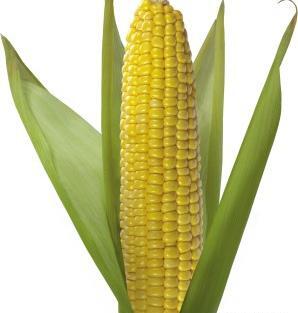 عکس از ذرت
