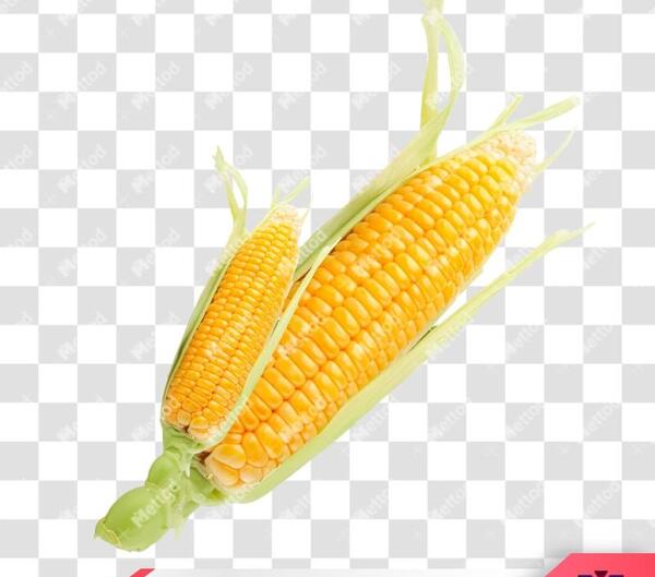 عکس از ذرت