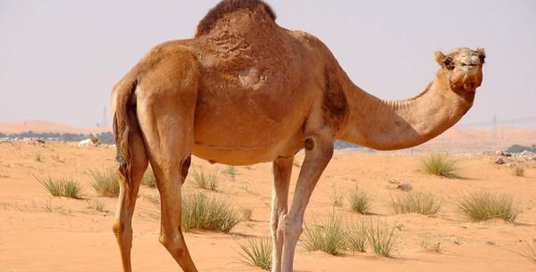 عکس حیوان شتر
