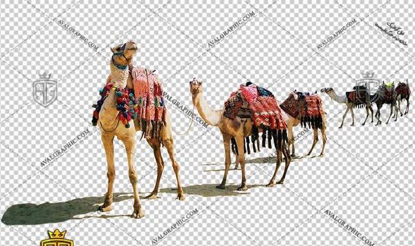 عکس شتر کوچک
