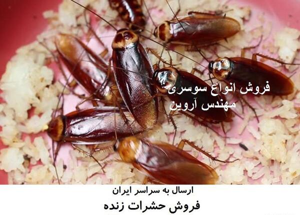 عکس سوسک زنده