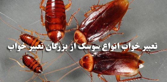 عکس سوسک زنده