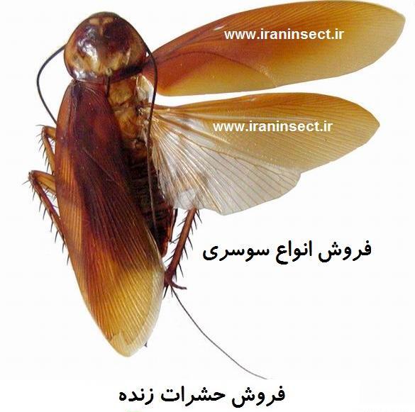 عکس سوسک زنده