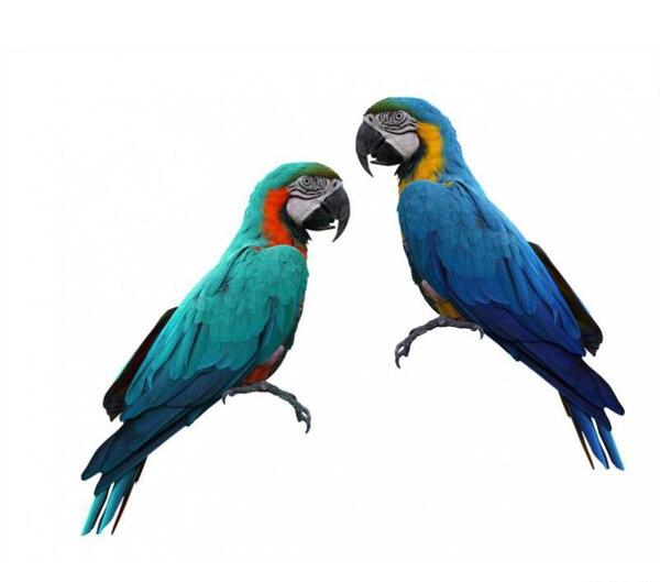 عکس طوطی فتوشاپ