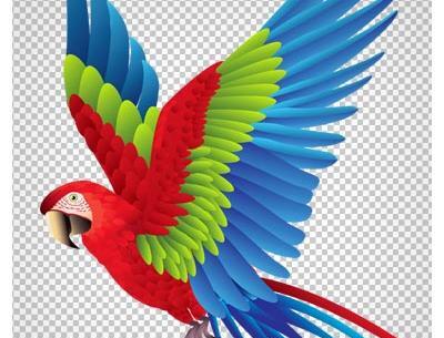 عکس طوطی فتوشاپ