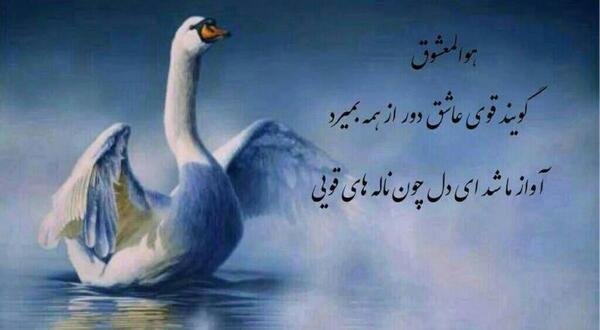 عکس آواز قو
