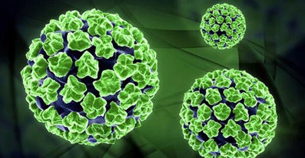 عکس ویروس hpv در مردان