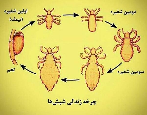 عکس شپش عانه