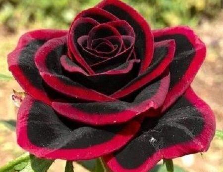 عکس گل نرگس سرخ