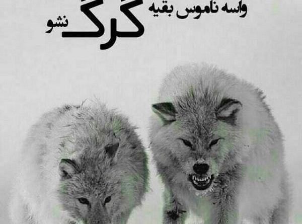 عکس نوشته تیکه دار گرگ