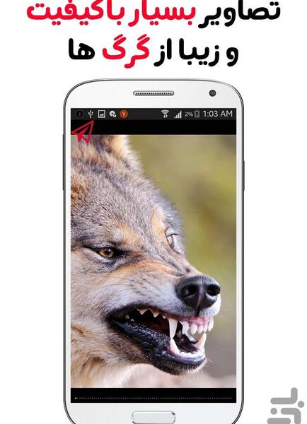 عکس نوشته تیکه دار گرگ