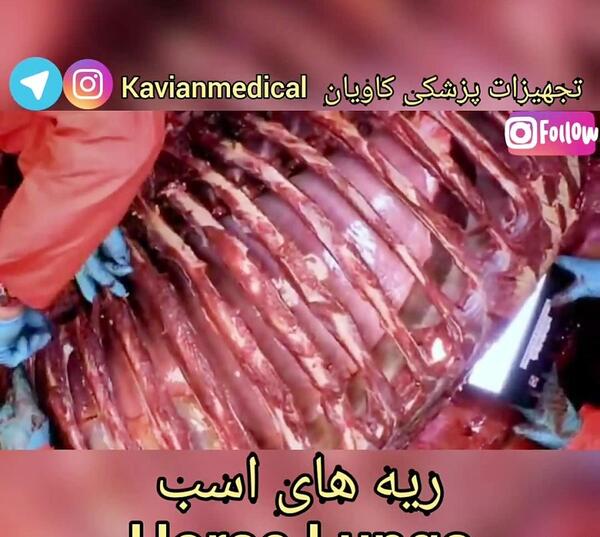 عکس ریه اسب