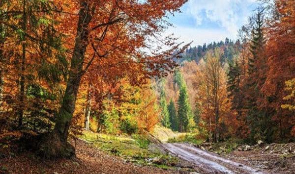 عکس طبیعت واقعی پاییز