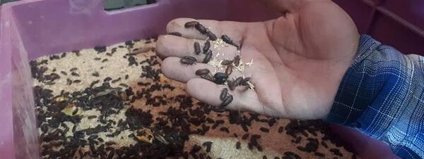عکس سوسک تاریکی