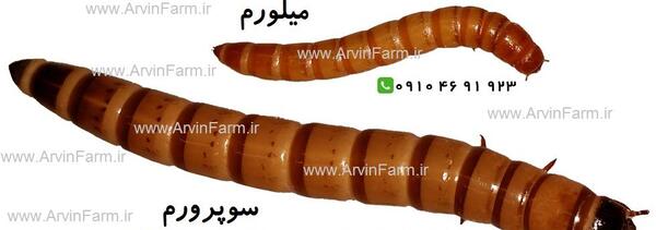 عکس سوسک تاریکی