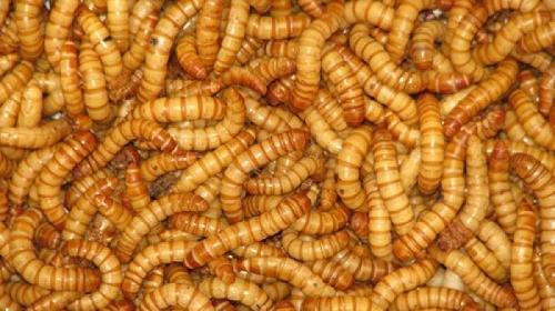 عکس سوسک تاریکی