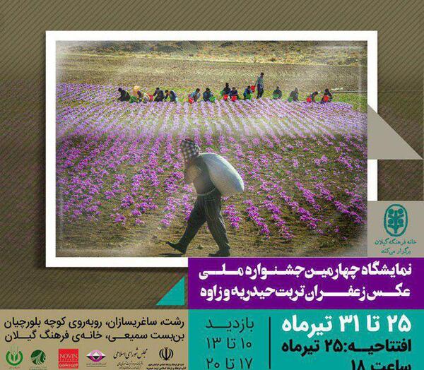 عکس زعفران گیلان