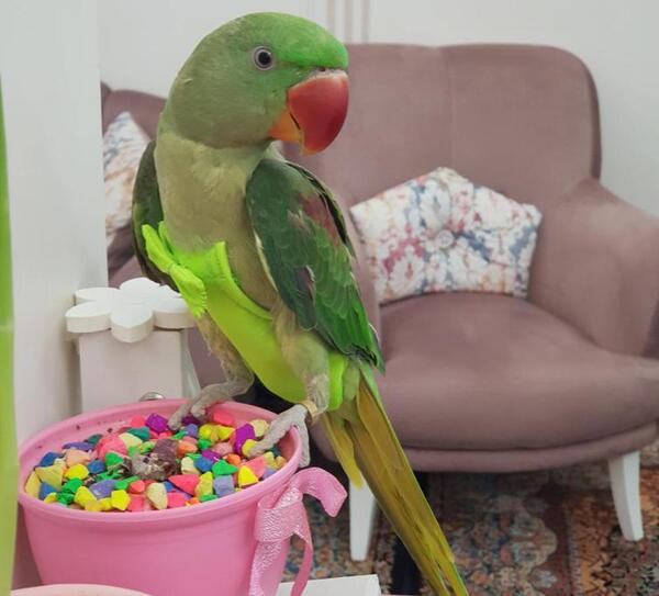 عکس لباس طوطی