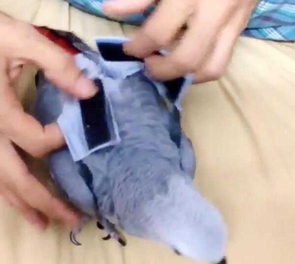 عکس لباس طوطی
