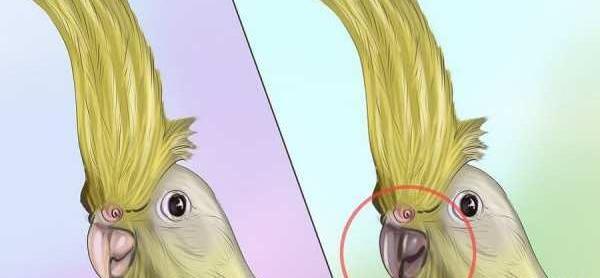 عکس لباس طوطی