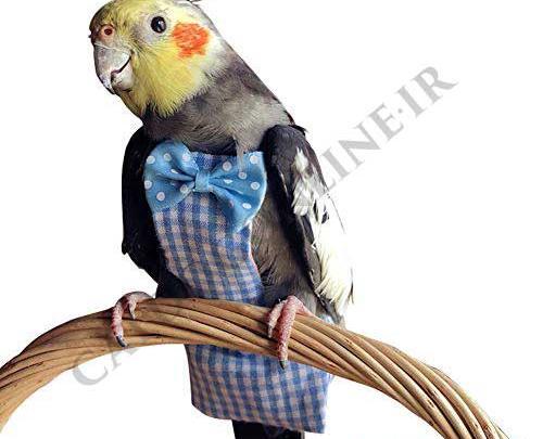 عکس لباس طوطی