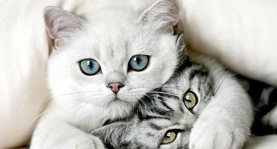 عکس های عاشقانه حیوانات زیبا