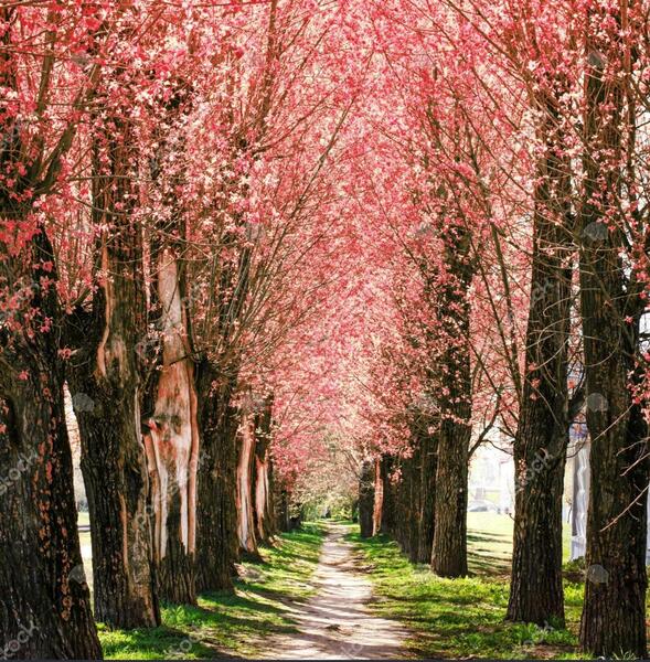 عکس زیبای طبیعت بهار