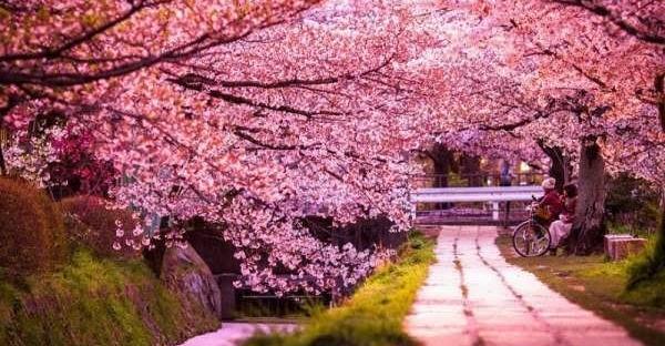 عکس زیبای طبیعت بهار