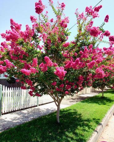 عکس زیبای طبیعت بهار