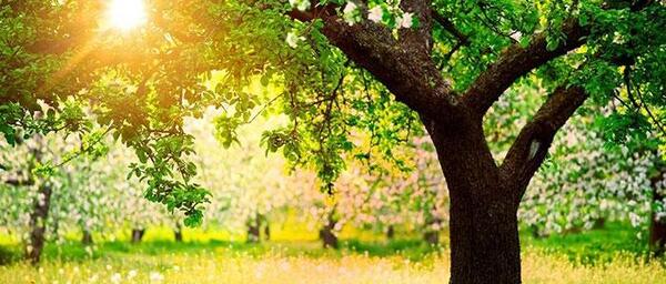 عکس زیبای طبیعت بهار