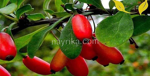 عکس زرشک خوراکی