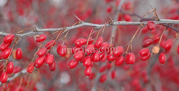عکس زرشک خوراکی