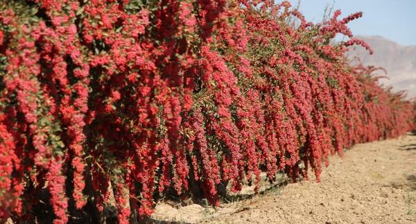 عکس زرشک خوراکی