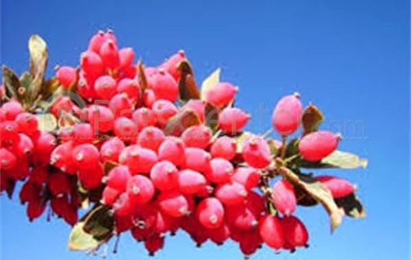 عکس زرشک خوراکی