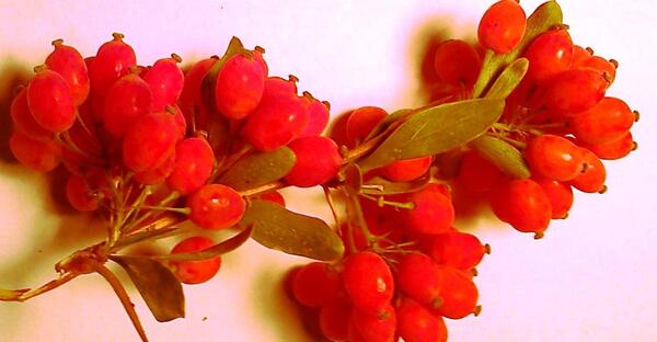 عکس زرشک خوراکی