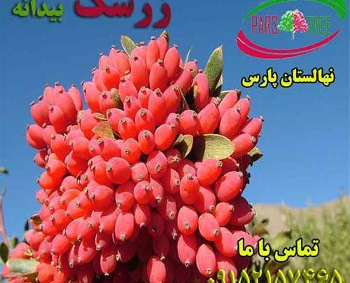 عکس زرشک خوراکی