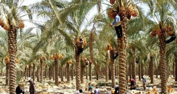عکس شهر خنج