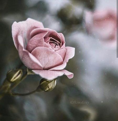 عکس ساعت و گل برای پروفایل