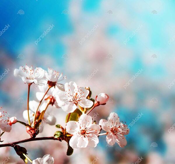 عکس تصویر زمینه فصل بهار