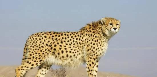 بهترین عکس یوزپلنگ