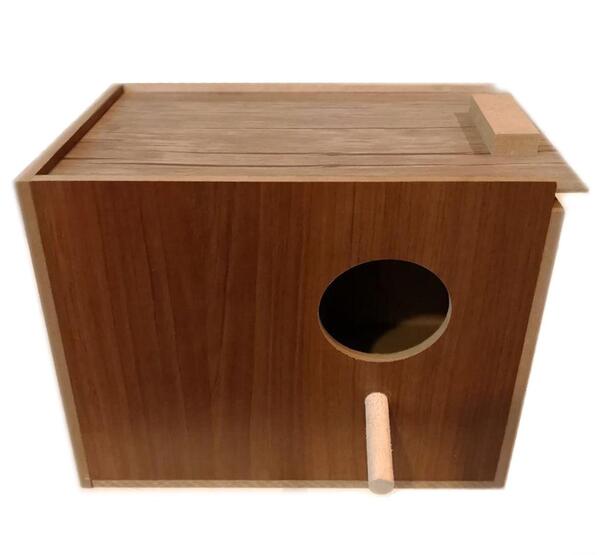 عکس لانه طوطی کوتوله