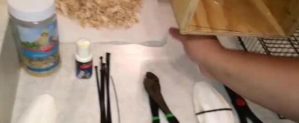 عکس لانه طوطی کوتوله